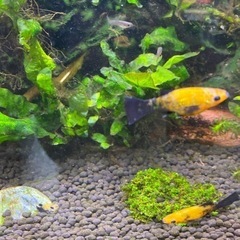 45センチの水槽セットと熱帯魚をセットでの画像