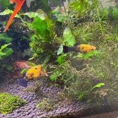 45センチの水槽セットと熱帯魚をセットでの画像