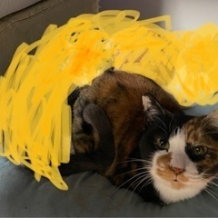 里親募集中です。自動猫トイレ付き