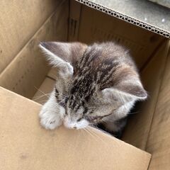 子猫オス1～2カ月かわいいです