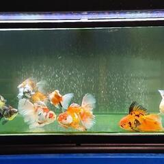 金魚 ハーフムーンテールオランダ