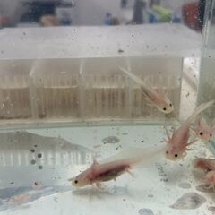 ウーパールーパーの赤ちゃんあげます
