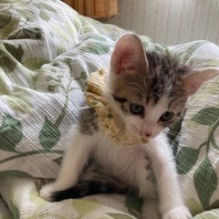 4月21日産まれの仔猫　募集終了しました。 − 宮城県