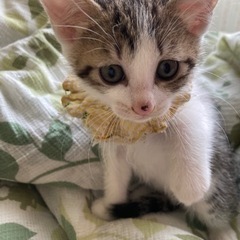 4月21日産まれの仔猫　募集終了しました。 - 里親募集