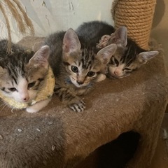 4月21日産まれの仔猫　募集終了しました。