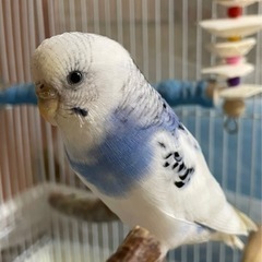 セキセイインコ ♀2歳