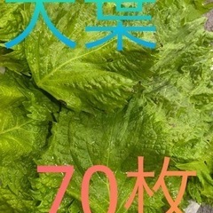 大葉　70枚