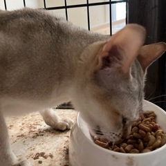 シンガプーラ 