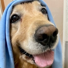トリマーアルバイト募集！！の画像