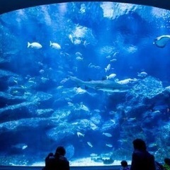 6月19日すみだ水族館に行ってみようの会同行者募集