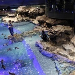 6月19日すみだ水族館に行ってみようの会同行者募集 - 友達