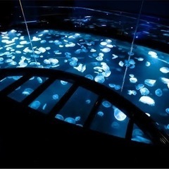 6月19日すみだ水族館に行ってみようの会同行者募集 - 渋谷区
