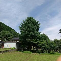★イチョウの樹木、移植先探しています。無償です!!