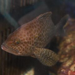 海水魚 オオモンハタ ハタ系のお魚譲ってください