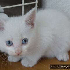 正統派美猫　(仮)かわ