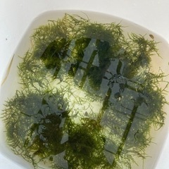 南米ウィローモスの画像