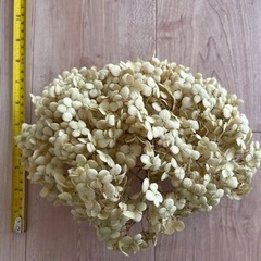 アナベル　ドライフラワーの画像