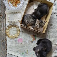 可愛い子猫　生後60日くらい