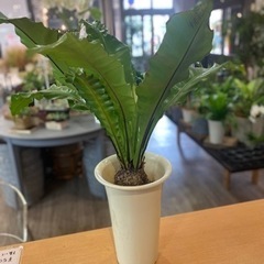 アスプレニウム
