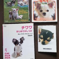 チワワの本