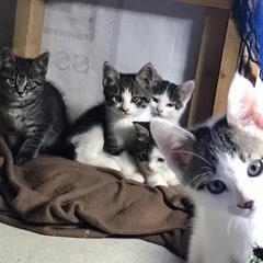 里親さん募集します。３匹の小猫ちゃんの里親様が決まりました