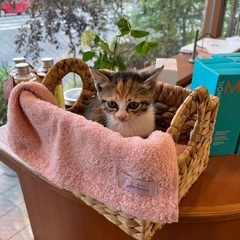 クリクリお目目♡三毛猫ちゃん里親様決まりました