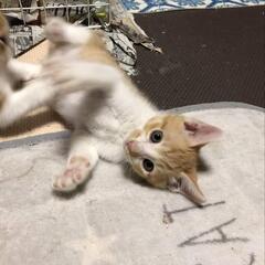 茶白トラちゃん（仮ラブくん）