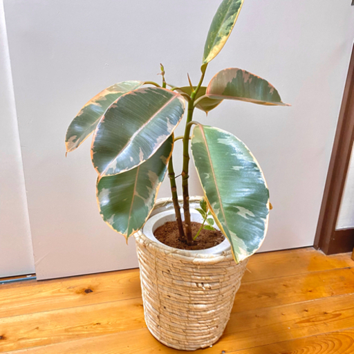 【観葉植物】ピンクゴムの木 70cm 鉢付き