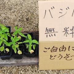 無料！    バジルの苗