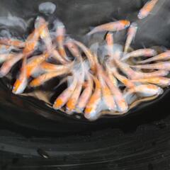 紅白ラメめだか