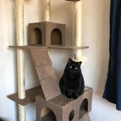 ずっとのお家を探しています※飼い主不在確認済