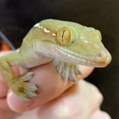 ヤシヤモリの里親様募集しています。