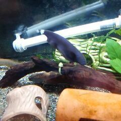 熱帯魚　ブラックゴースト　1匹