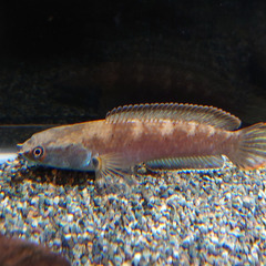 熱帯魚　アイスファイヤースネークヘッド　1匹