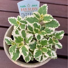 【SALE】プレクトランサス ミントリーフ 班入り ♡ 希少 大人気