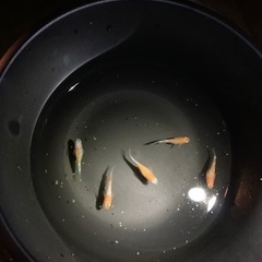 凛華紅白　メダカ　有精卵20個