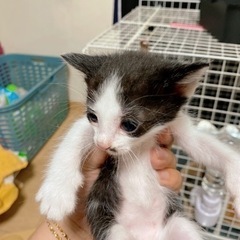 里親急募 子猫