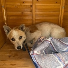 怯えてじーっと動かない怖がりな「つゆ」ちゃん😢