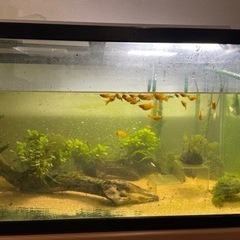 プラティあげます🙇‍♂️熱帯魚