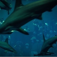 カメラサークル 次回は第70回 6/19(日)(撮影散歩・写真部)隅田公園アジサイロード、隅田川周辺をフォトウォーク - その他