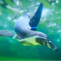 カメラサークル 次回は第70回 6/19(日)(撮影散歩・写真部)隅田公園アジサイロード、隅田川周辺をフォトウォーク − 東京都
