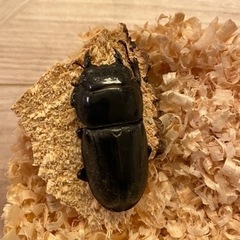 スマトラオオヒラタ　超極太血統アチェ