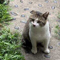 🍇ぶどう猫の会野良猫見守り隊の画像