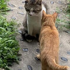 🍇ぶどう猫の会野良猫見守り隊 - ボランティア