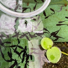 🐸今年生まれ特選ヒレ長サタン¥280円