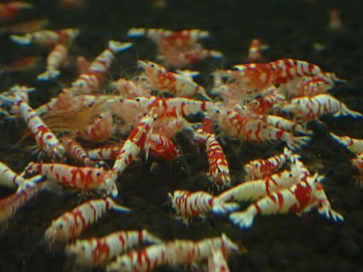 T-22 ターコイズシュリンプ　レッドファンシータイガー各10匹