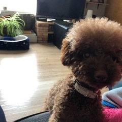 急募2018.12.23生