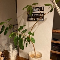 大型観葉植物　アルテシマ　ゴムの木
