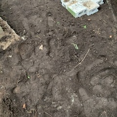 報酬2000円 庭から出た土　土のう 残土 ガーデニングの画像