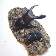 スラウェシオオヒラタクワガタ①　離島産　♂️85㎜♀️43㎜